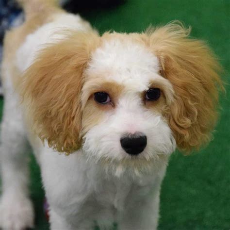 Cavapoo Dog Breed & Adoption Information 